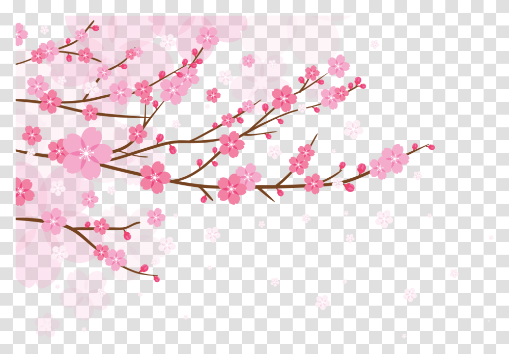 Cherry Blossom Pink Background, Plant, Flower, Carnation Transparent Png