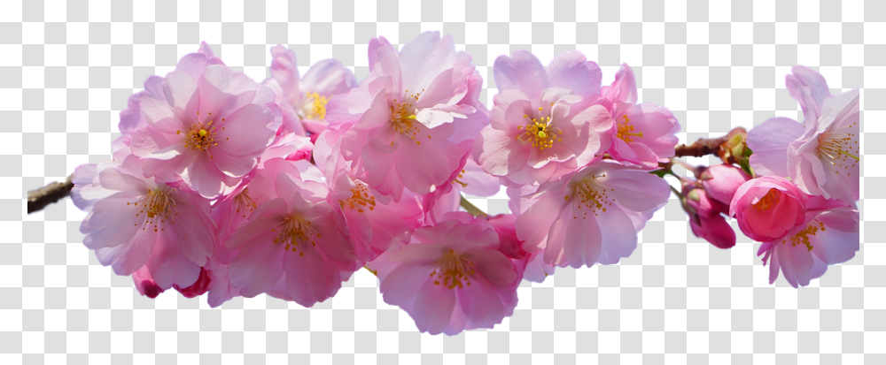 Cherry Blossom Pink Isolated Spring Real Cherry Blossom, Plant, Flower, Geranium, Anther Transparent Png