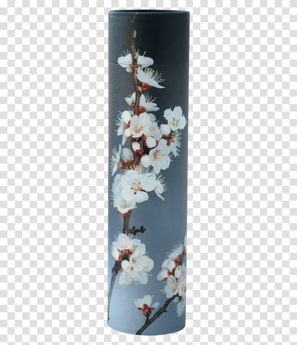 Cherry Blossom, Plant, Flower, Anther, Anemone Transparent Png