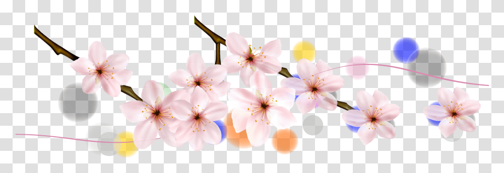 Cherry Blossom, Plant, Flower, Anther, Petal Transparent Png