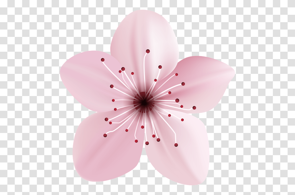 Cherry Blossom, Plant, Flower, Balloon, Petal Transparent Png