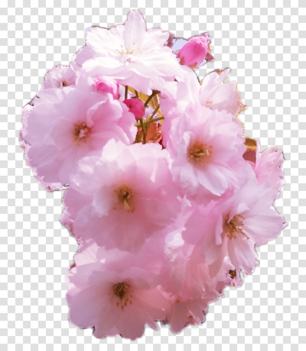 Cherry Blossom, Plant, Flower, Geranium, Peony Transparent Png