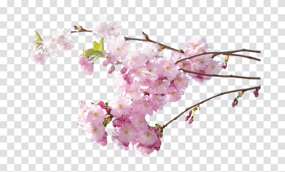 Cherry Blossom, Plant, Flower, Geranium Transparent Png