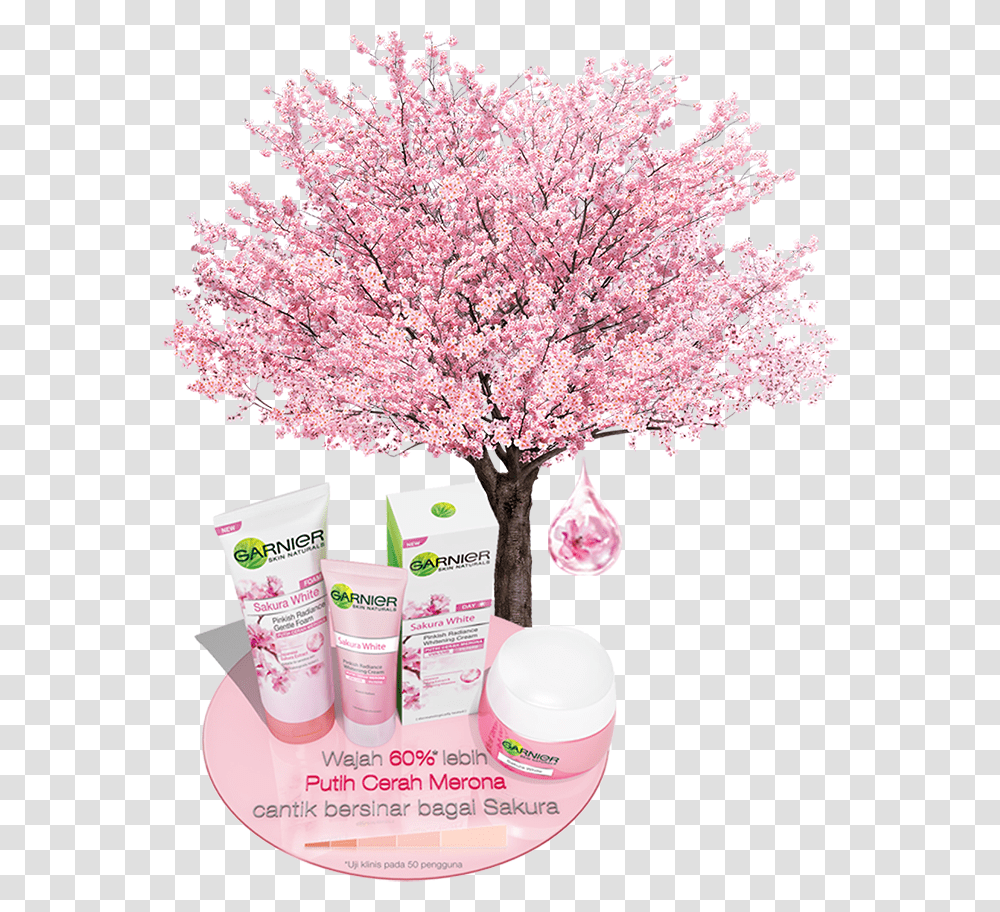 Cherry Blossom, Plant, Flower, Lamp Transparent Png