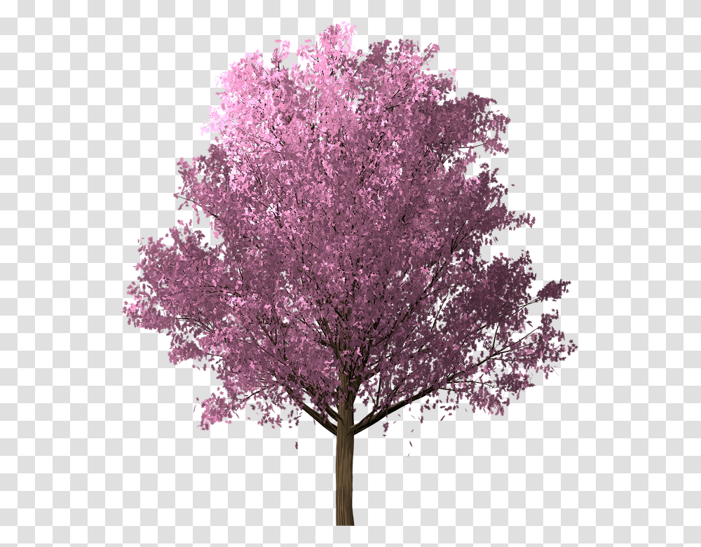 Cherry Blossom, Plant, Flower, Lilac Transparent Png