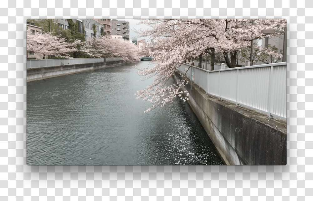 Cherry Blossom, Plant, Flower, Outdoors, Nature Transparent Png