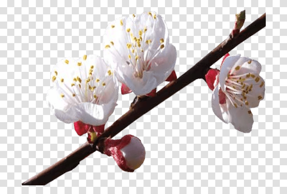 Cherry Blossom, Plant, Flower, Petal, Fungus Transparent Png