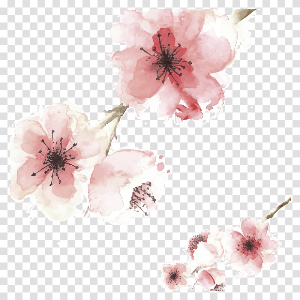 Cherry Blossom, Plant, Flower, Petal, Peony Transparent Png