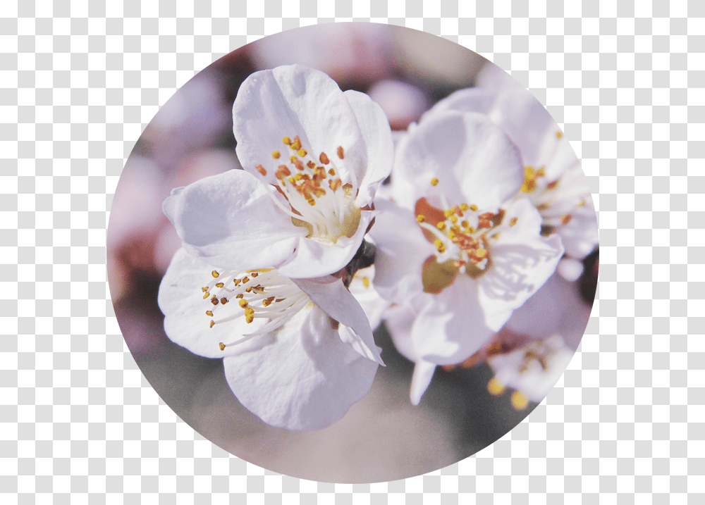 Cherry Blossom, Plant, Flower, Pollen, Ice Cream Transparent Png