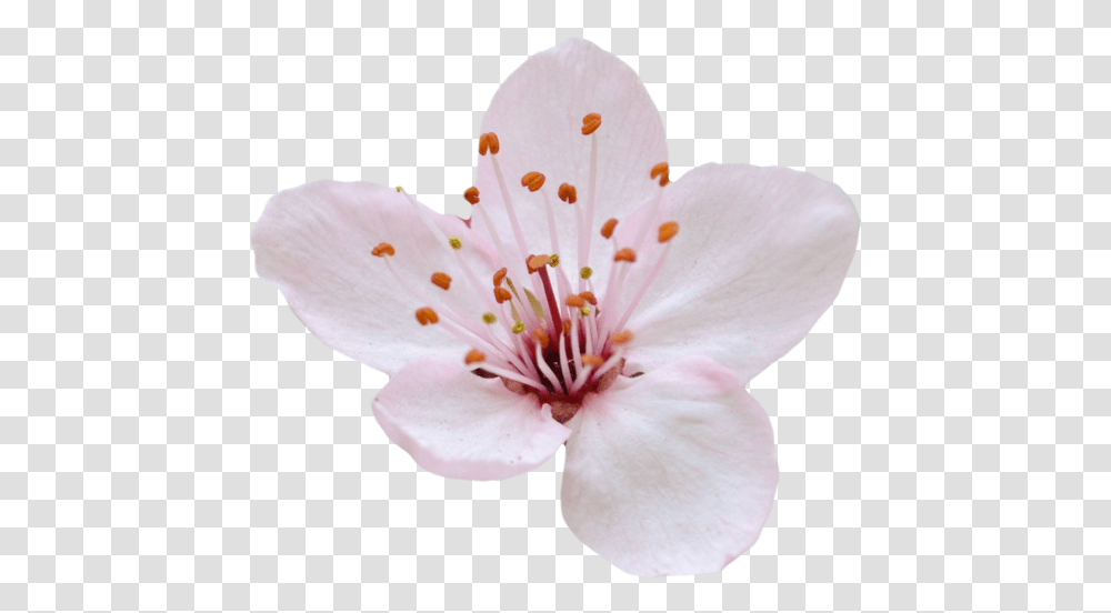 Cherry Blossom, Plant, Flower, Pollen, Petal Transparent Png