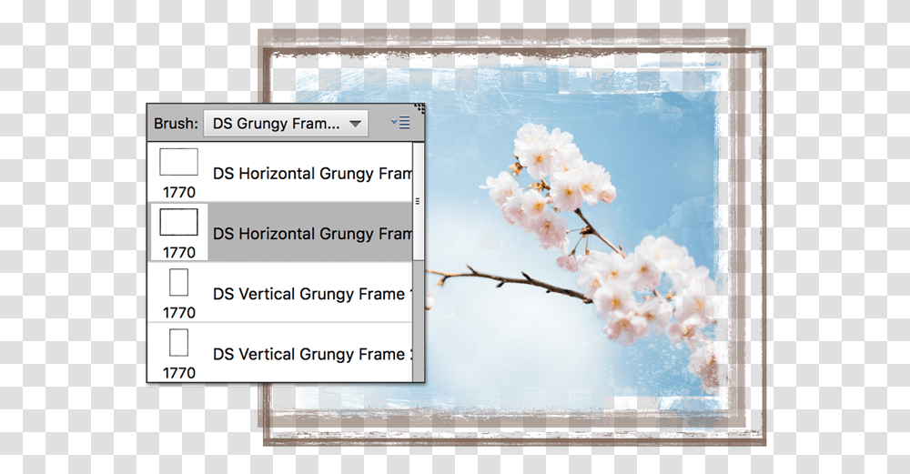 Cherry Blossom, Plant, Flower, Spring, File Transparent Png