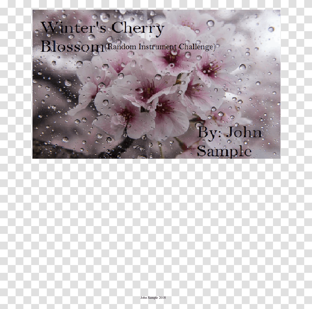 Cherry Blossom, Plant, Flower Transparent Png