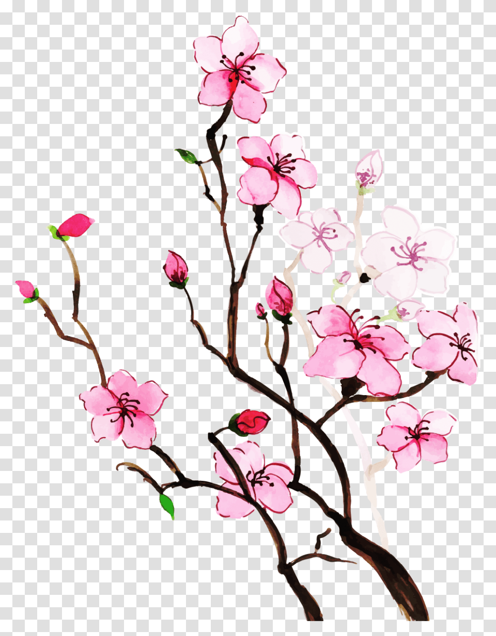 Cherry Blossom, Plant, Flower Transparent Png
