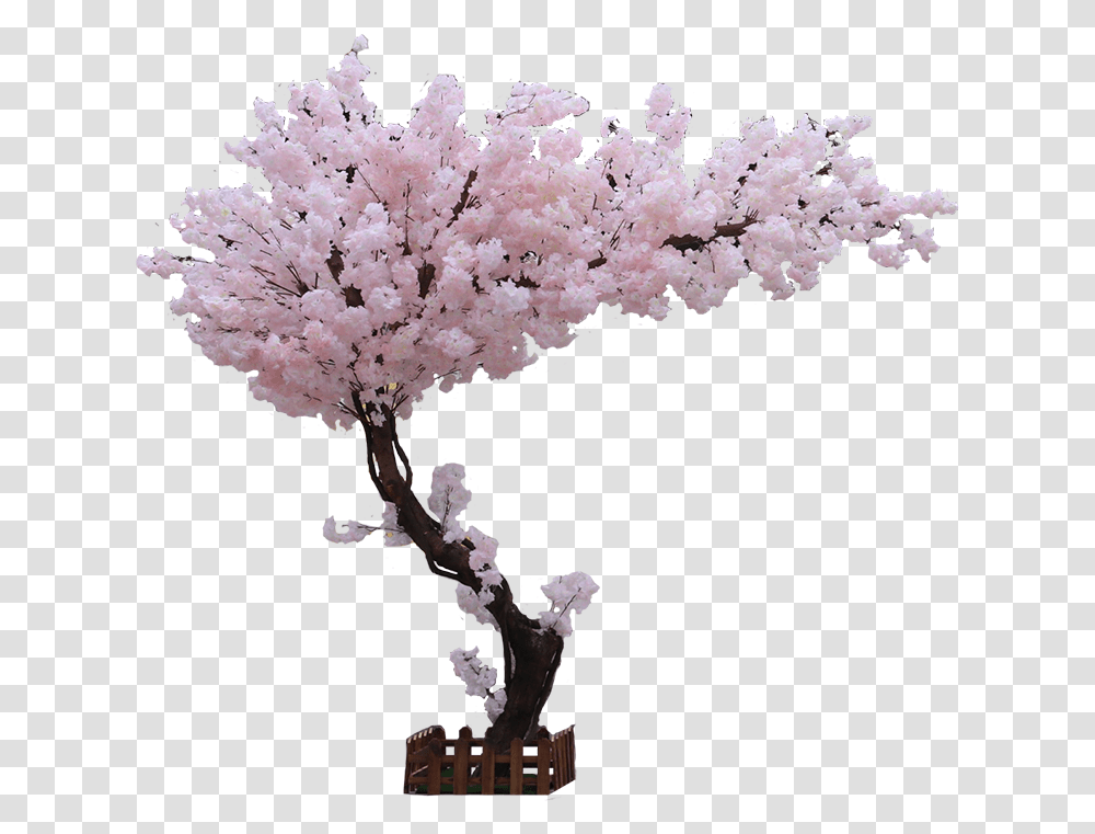 Cherry Blossom, Plant, Flower, Tree, Bonsai Transparent Png