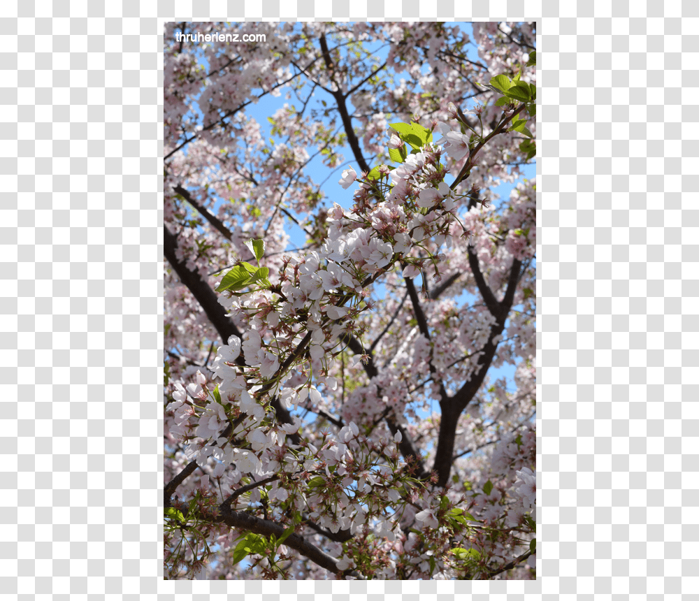 Cherry Blossom, Plant, Flower, Tree Transparent Png