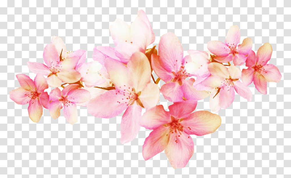 Cherry Blossom, Plant, Geranium, Flower, Petal Transparent Png