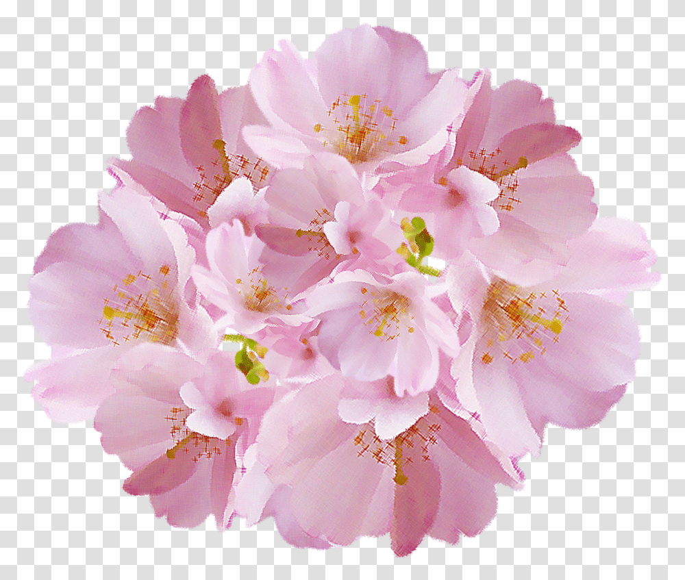 Cherry Blossom, Plant, Pollen, Flower Transparent Png