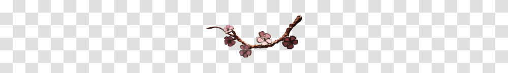 Cherry Blossom, Plant, Tree, Flower, Person Transparent Png