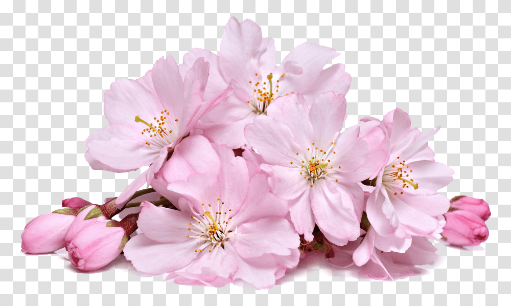 Cherry Blossom Real, Plant, Flower, Geranium, Pollen Transparent Png