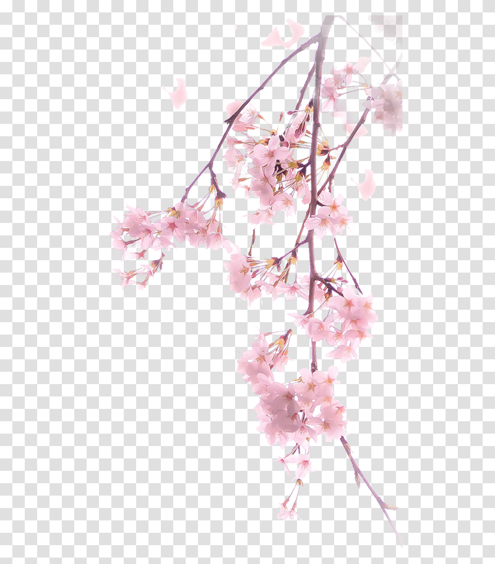 Cherry Blossom Spring Cherry Blossom Tree, Plant, Flower, Pattern Transparent Png