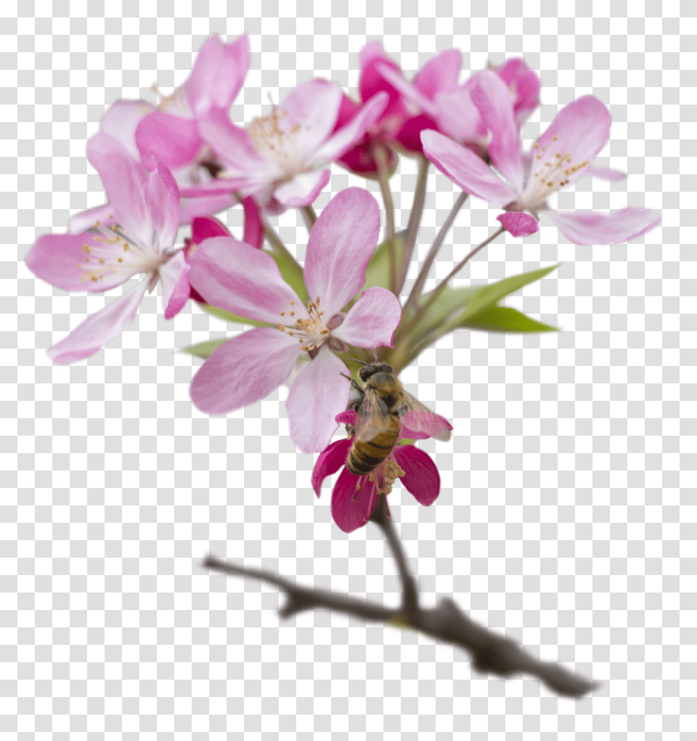 Cherry Blossom Transparent Png