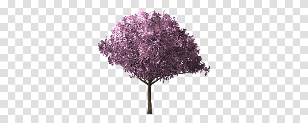 Cherry Blossom Tree Nature, Plant, Flower, Lilac Transparent Png