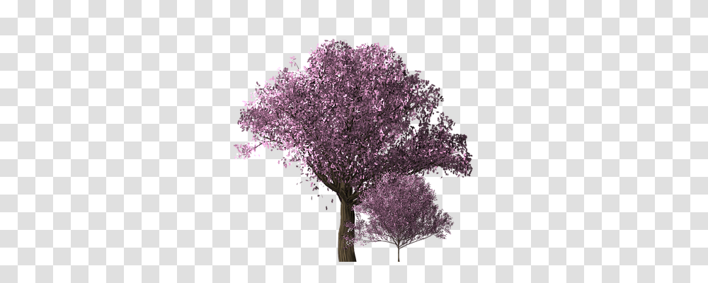 Cherry Blossom Tree Nature, Plant, Flower, Lilac Transparent Png