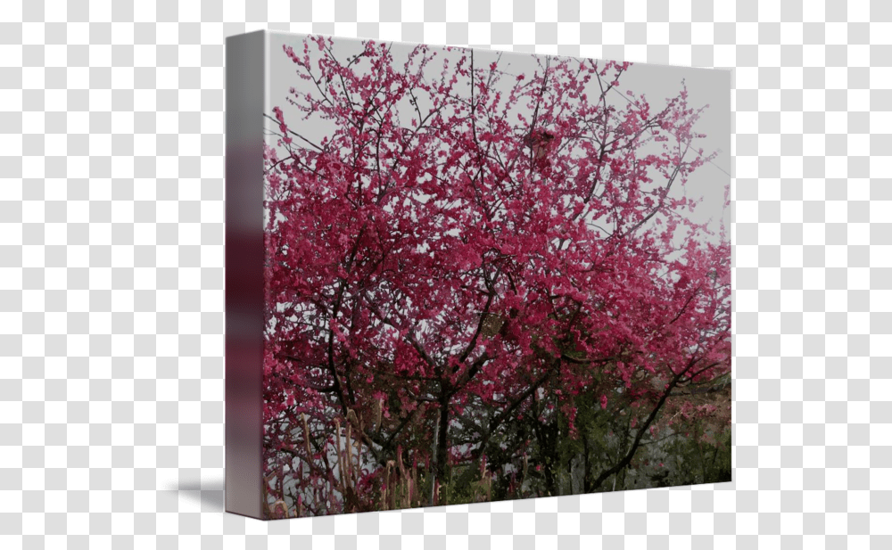 Cherry Blossom Tree By Lanjee Chee Cherry Blossom, Plant, Flower, Rug, Petal Transparent Png
