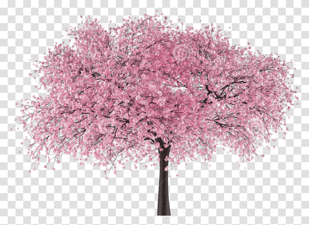 Cherry Blossom Tree Cherry Blossom Japanese Tree, Plant, Flower, Fungus Transparent Png