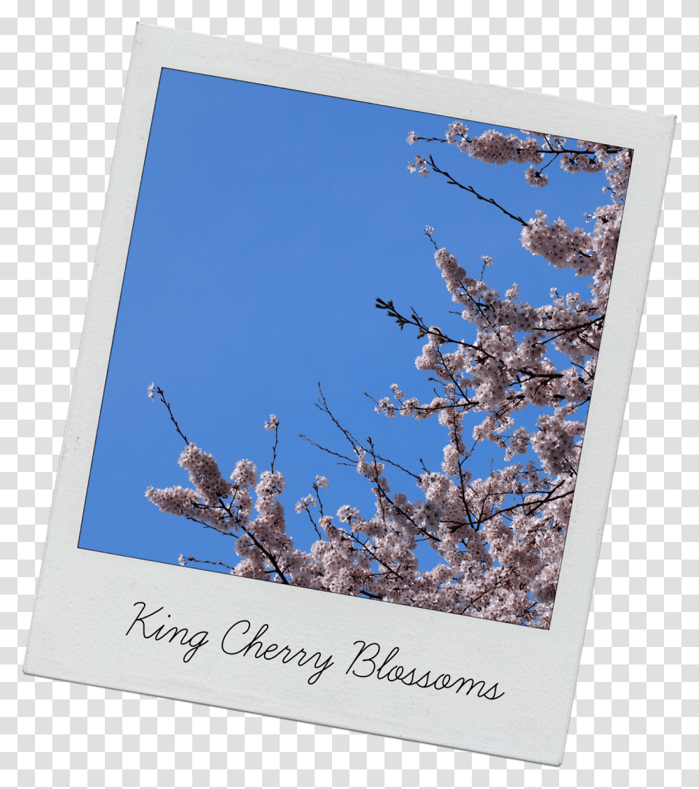 Cherry Blossom Tree Cherry Blossom, Plant, Advertisement, Collage, Poster Transparent Png
