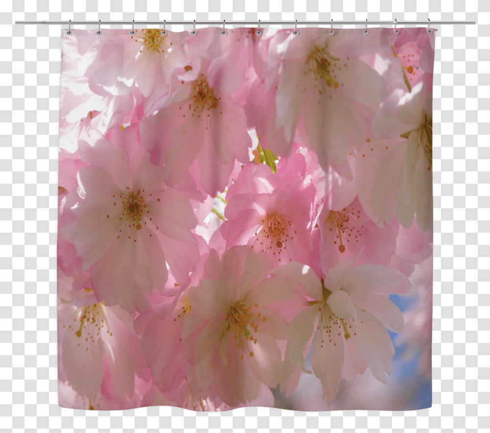 Cherry Blossom Tree Cherry Blossom, Plant, Flower, Geranium, Petal Transparent Png