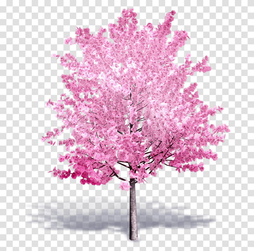 Cherry Blossom Tree Cherry Blossom Tree 3d, Plant, Flower Transparent Png