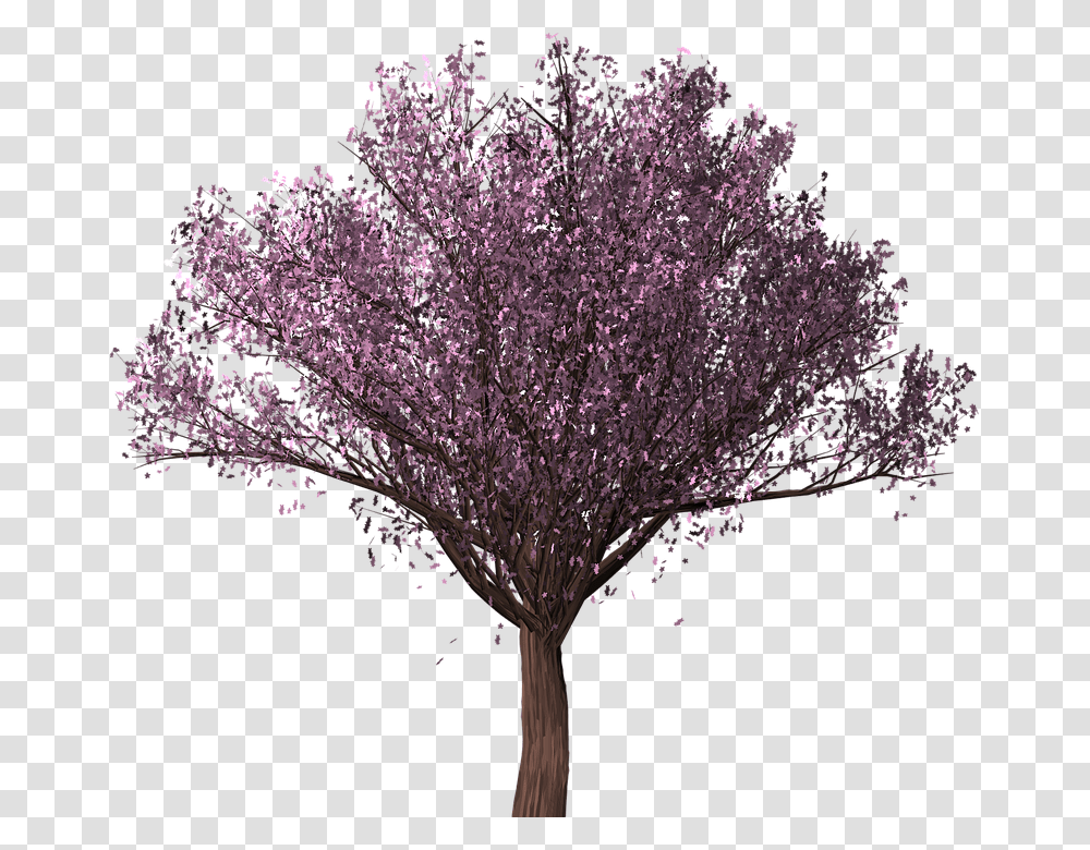 Cherry Blossom Tree Drzewo, Plant, Flower Transparent Png