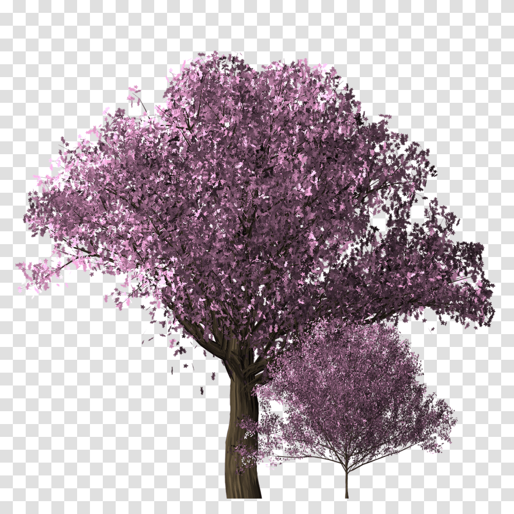 Cherry Blossom Tree Free Image On Pixabay Cherry Blossoms Tree, Plant, Flower, Lilac, Fungus Transparent Png