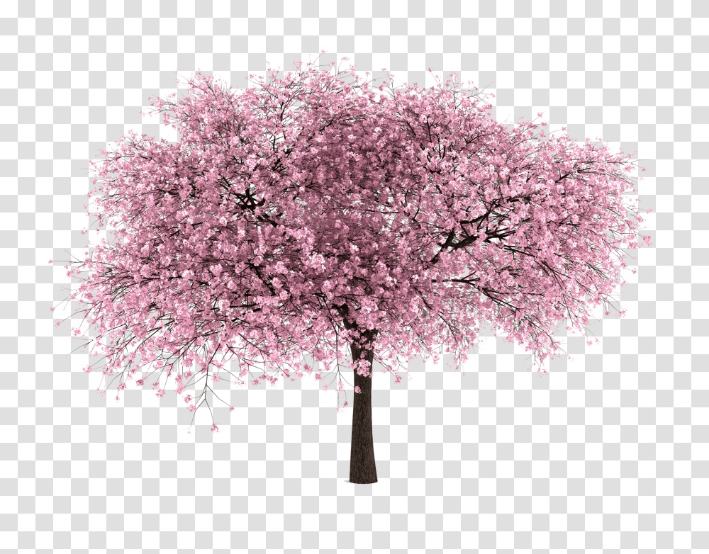 Cherry Blossom Tree Hd Cherry Blossom Tree, Plant, Chandelier, Lamp, Flower Transparent Png
