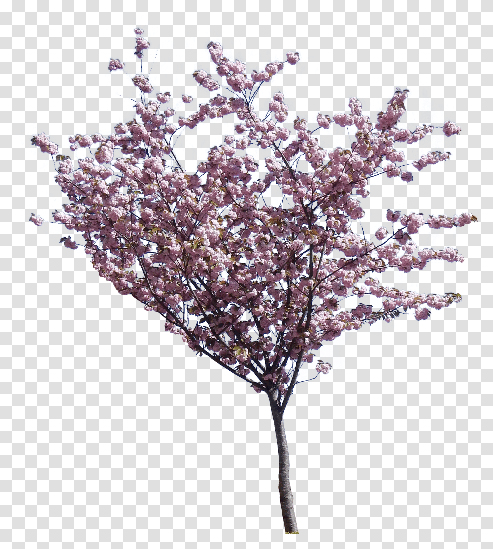 Cherry Blossom Tree Hd Trees Cherry Blossom Transparent Png