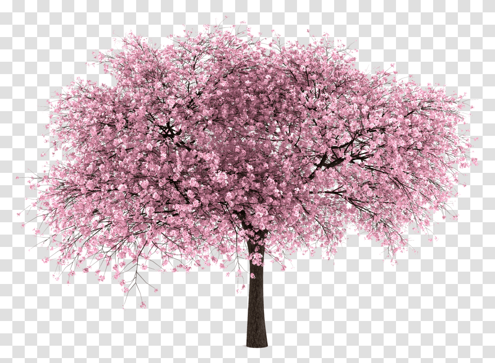 Cherry Blossom Tree, Plant, Flower, Chandelier, Lamp Transparent Png