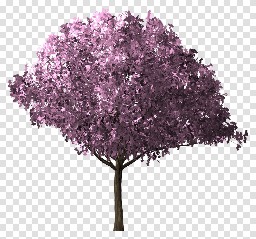 Cherry Blossom Tree, Plant, Flower, Lilac, Fungus Transparent Png