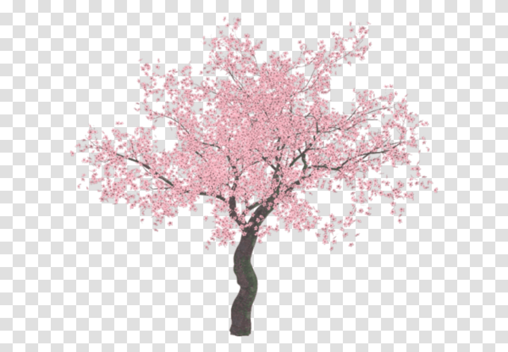 Cherry Blossom Tree, Plant, Flower, Rug Transparent Png