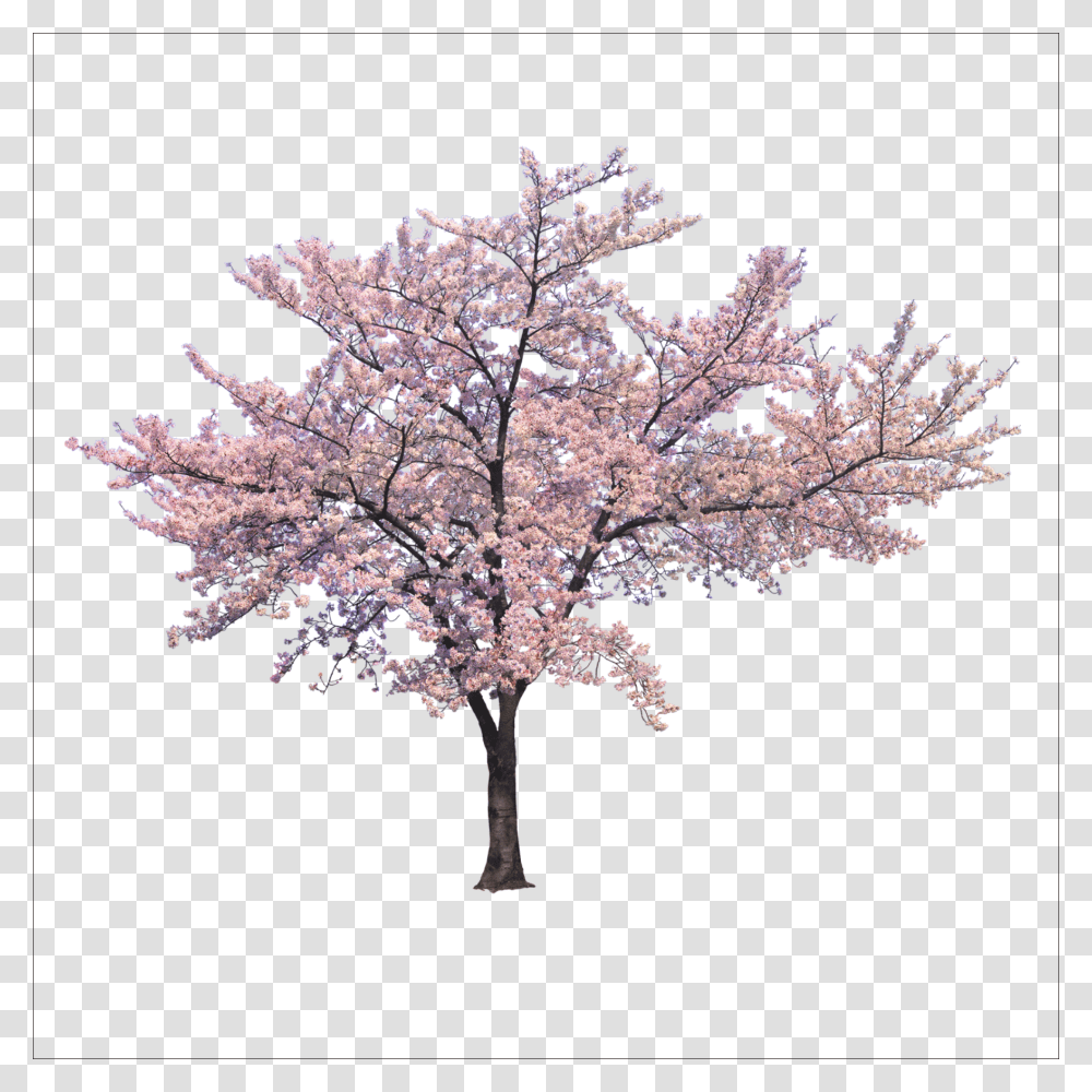 Cherry Blossom Tree, Plant, Flower Transparent Png