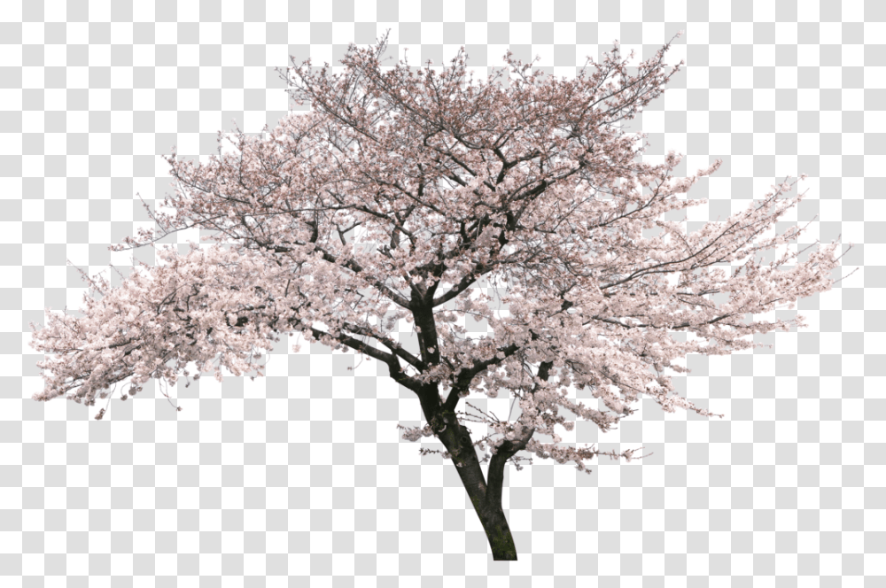 Cherry Blossom Tree, Plant, Flower Transparent Png