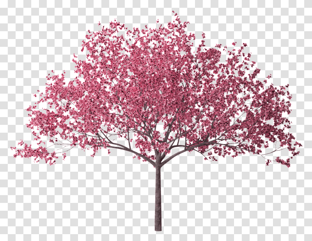 Cherry Blossom Tree, Plant, Maple, Flower, Ornament Transparent Png