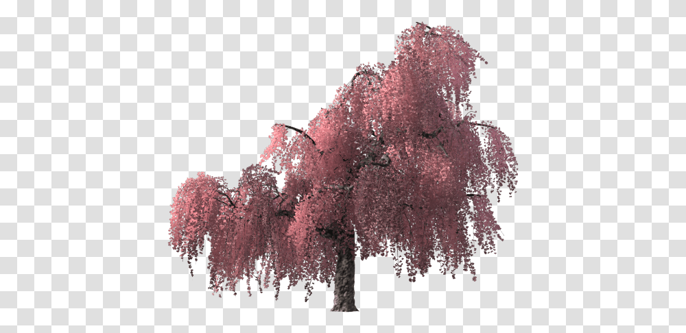 Cherry Blossom Tree Render, Plant, Panoramic, Landscape, Scenery Transparent Png