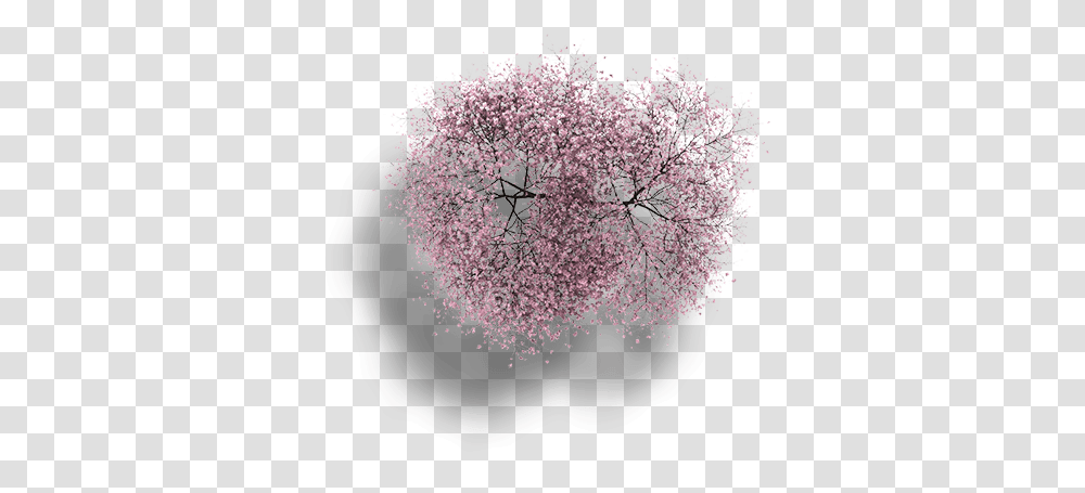 Cherry Blossom Tree Top Full Size Download Seekpng Tree, Plant, Flower, Rug, Outer Space Transparent Png