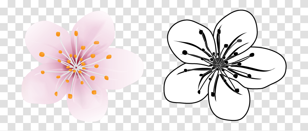 Cherry Blossom Vector Illustration Windflower, Plant, Lily, Anther, Petal Transparent Png