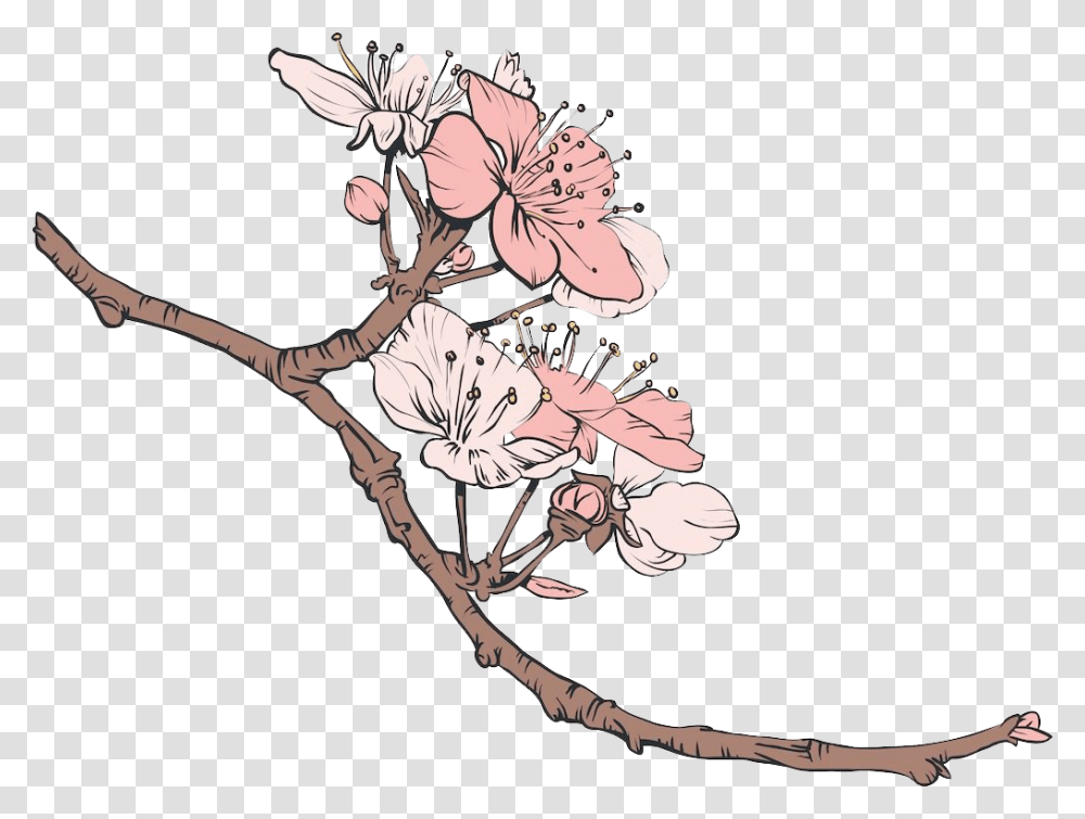 Cherry Blossom Vector, Plant, Floral Design, Pattern Transparent Png