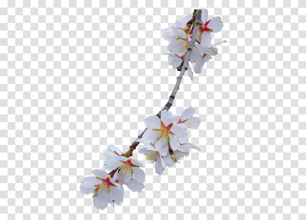 Cherry Blossom White Flower Branch, Plant, Pollen, Pottery, Vase Transparent Png