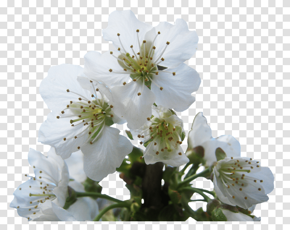 Cherry Blossom White, Plant, Pollen, Flower, Geranium Transparent Png