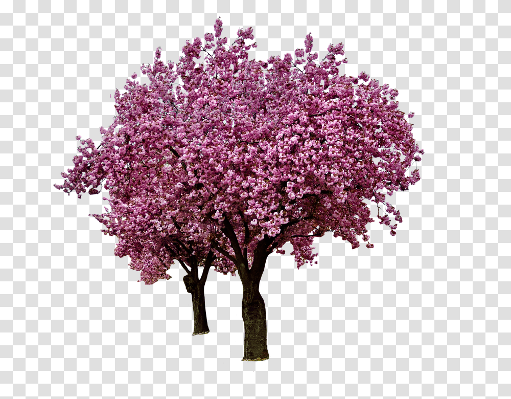 Cherry Blossoms 960, Flower, Plant, Tree, Lilac Transparent Png