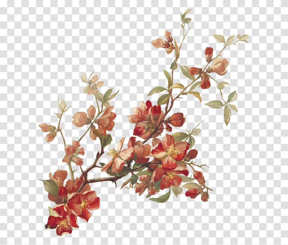Cherry Blossoms Botanical Illustration, Plant, Flower, Floral Design, Pattern Transparent Png
